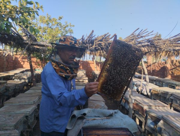 Beekeeper in the village of Hasa Shabshir