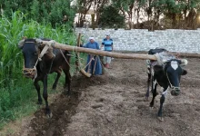 Cow plow in Al-Awamiya