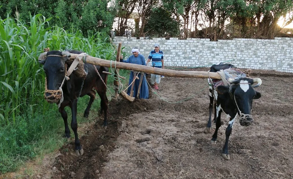 The last cow plow in Awamiya…Ahmed Al-Najjar protects the memory of the land from the advance of tractors Cow plow in Al Awamiya