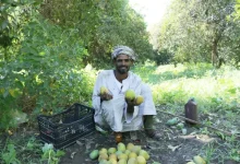 King Farouk's farm