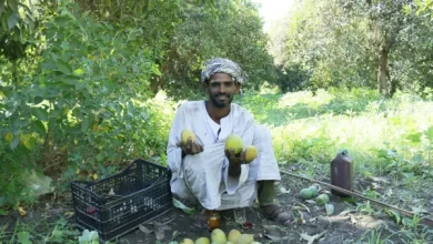 King Farouk's farm