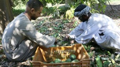 Mango harvest at King Farouk's farm Mango harvest at King Farouk's farm