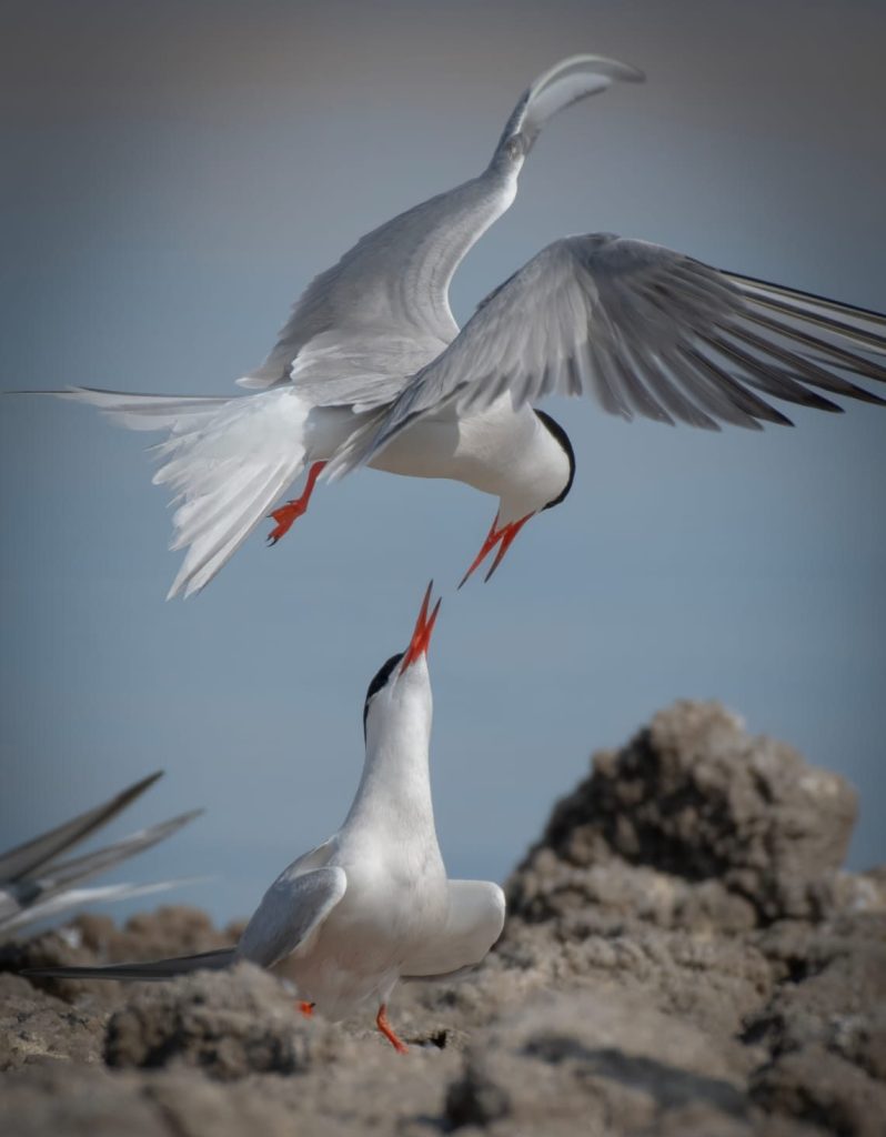 A shot of a black-winged stilt. Photo by Ahmed Dubei, published with his permission