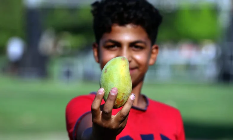 A young man holding a mango at the Ismailia Mango Festival. Photo Mohamed Awad
