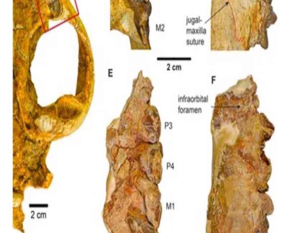 Discovery of Bastetodon