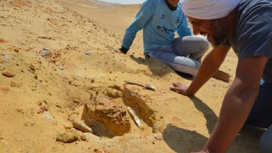 Discovery of Bastetodon in Fayoum