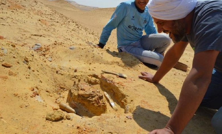 Discovery of Bastetodon in Fayoum
