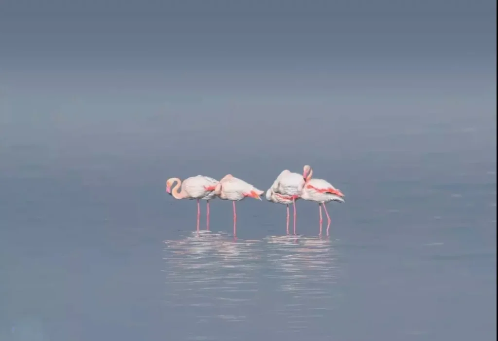 Birdwatching in Port Said: How did it start and where is it headed? Flamingos. Photo by Alaa El Din published with his permission