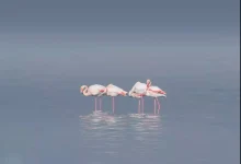 Flamingos. Photo by Alaa El Din published with his permission