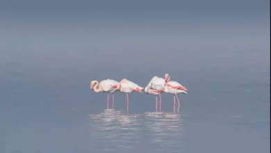 Flamingos. Photo by Alaa El Din published with his permission