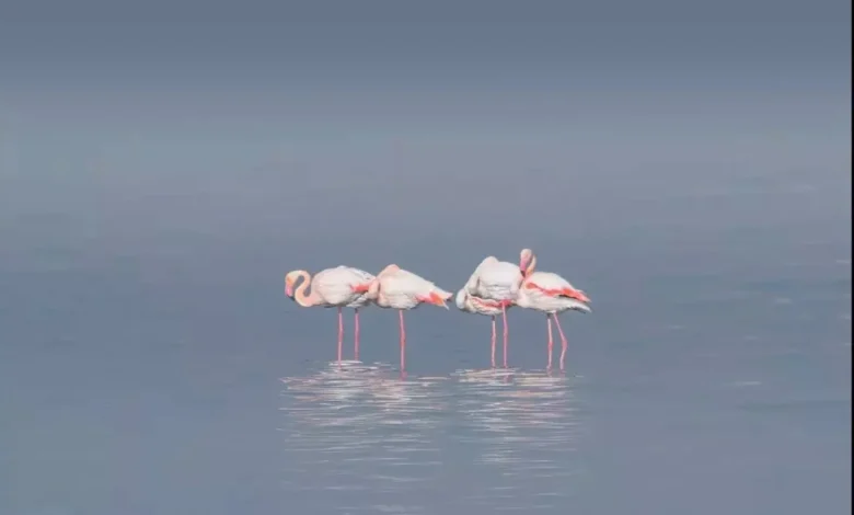 Flamingos. Photo by Alaa El Din published with his permission
