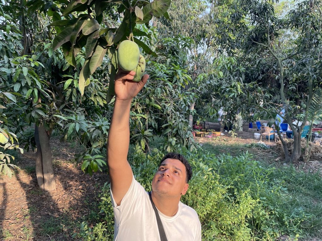 Mango picking