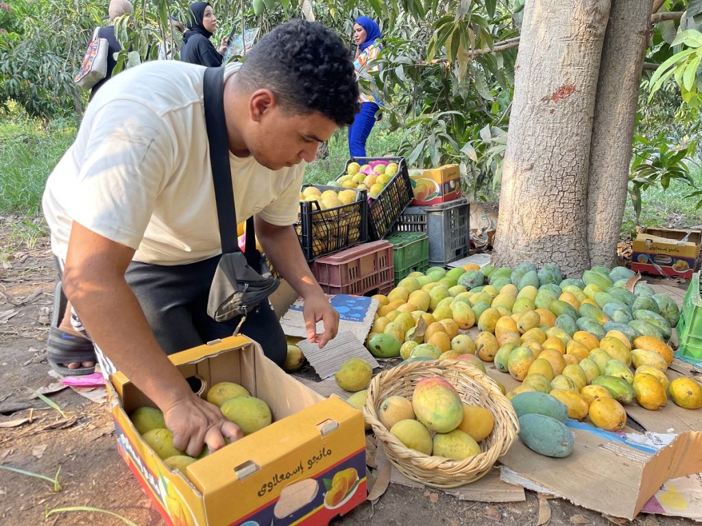 Mango tourism in Ismailia