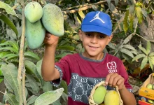 Mango tourism in Ismailia