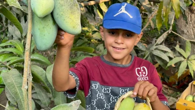 Mango tourism in Ismailia