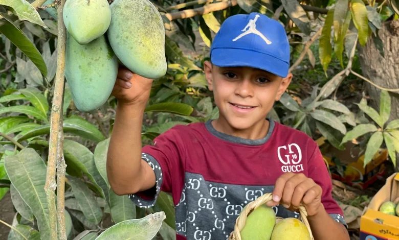 Mango tourism in Ismailia