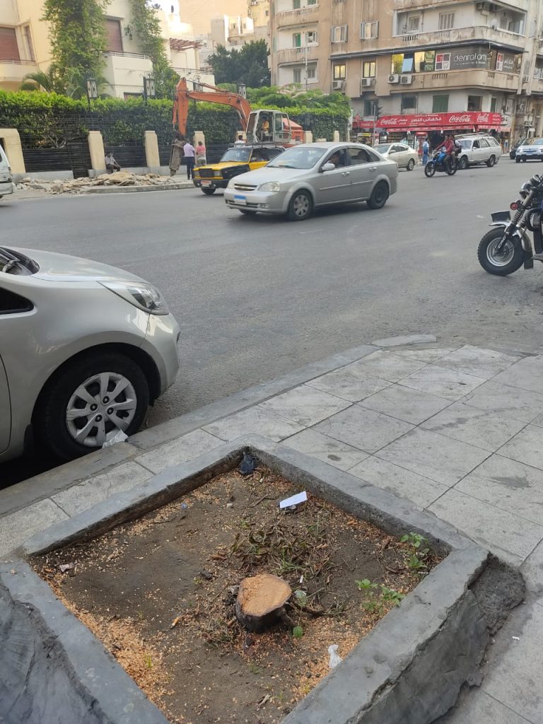 The cutting down of trees during the expansion of Abu Qir Street has caused controversy. Photo by Doaa Abdelhamid