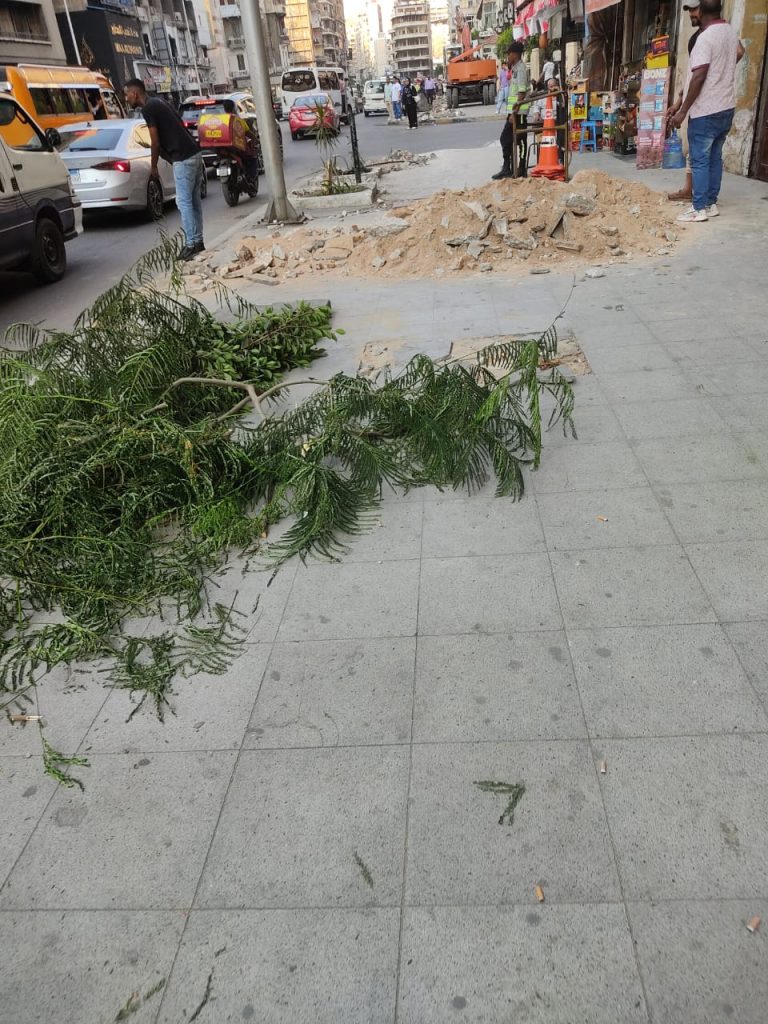 Tree cutting in Abu Qir... Photo by Doaa Abdelhamid
