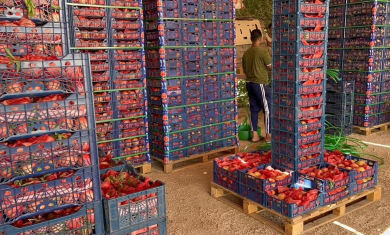 Harvesting and packing pomegranates photo by: Hassan Fathy