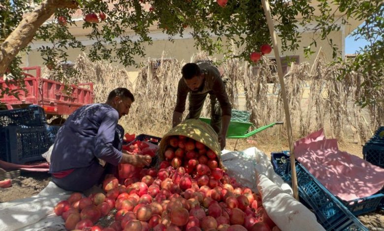 Pomegranate Harvest Season  photo by: Hassan Fathy