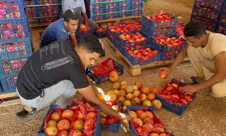 Pomegranate Harvest Season  photo by: Hassan Fathy