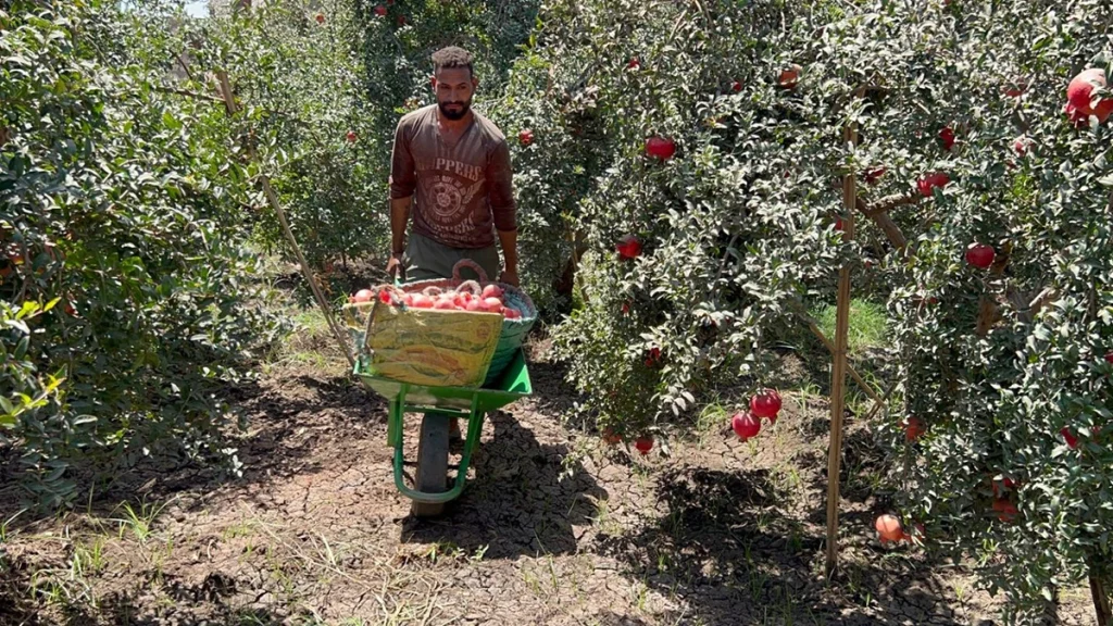 Pomegranate season in Assiut: a hive of activity between farming and export Pomegranate harvest season