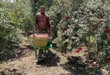 Pomegranate harvest season photo by: Hassan Fathy