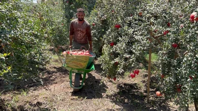 Pomegranate harvest season photo by: Hassan Fathy