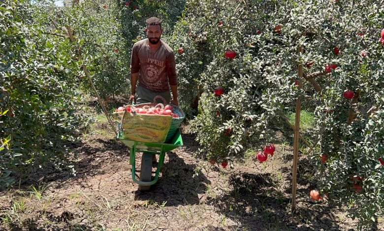 Pomegranate harvest season  photo by: Hassan Fathy