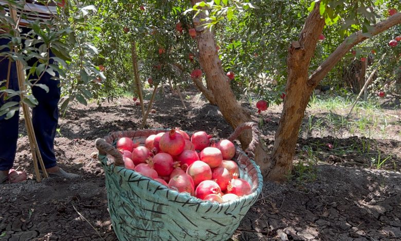 Pomegranates in El-Badari photo by: Hassan Fathy