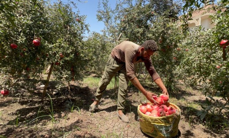 Pomegranates in El-Badari photo by: Hassan Fathy