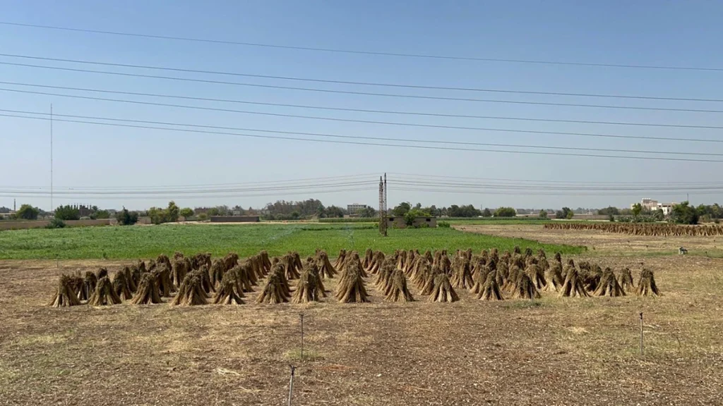 Sesame stalks adorn the fields.. Harvest season from drying to threshing Sesame dolls in Abnub. Photo by Hassan Fathy