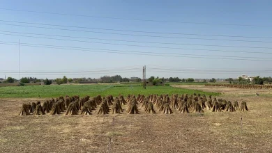 Sesame dolls in Abnub. Photo by Hassan Fathy