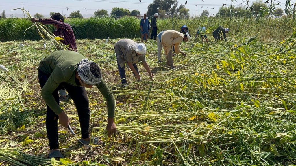 Sesame harvest.. Photo by Hassan Fathy