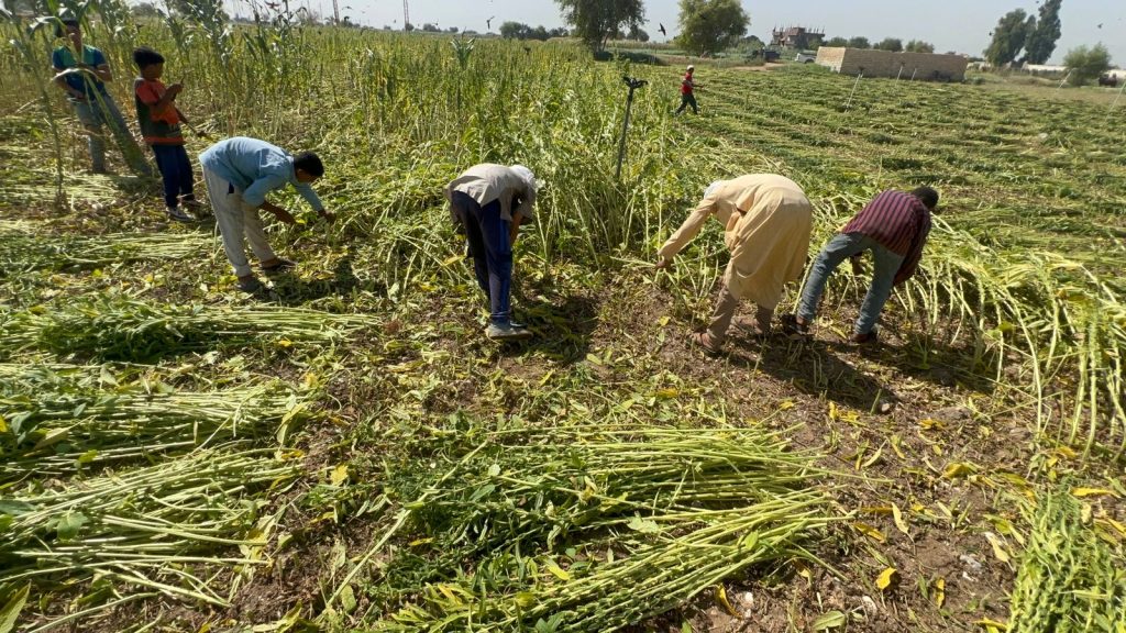 Sesame harvest.. Photo by Hassan Fathy