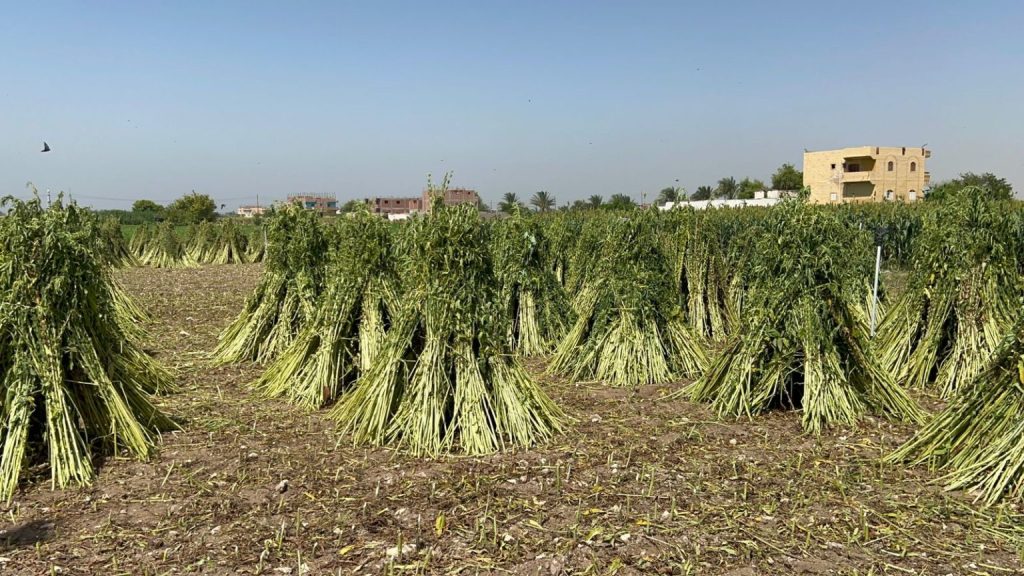 Sesame harvest.. Photo by Hassan Fathy