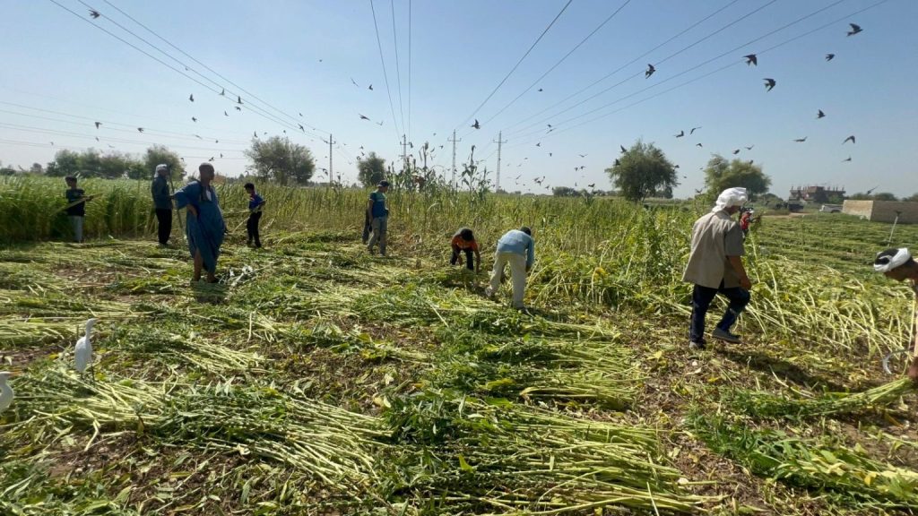 Sesame harvest.. Photo by Hassan Fathy