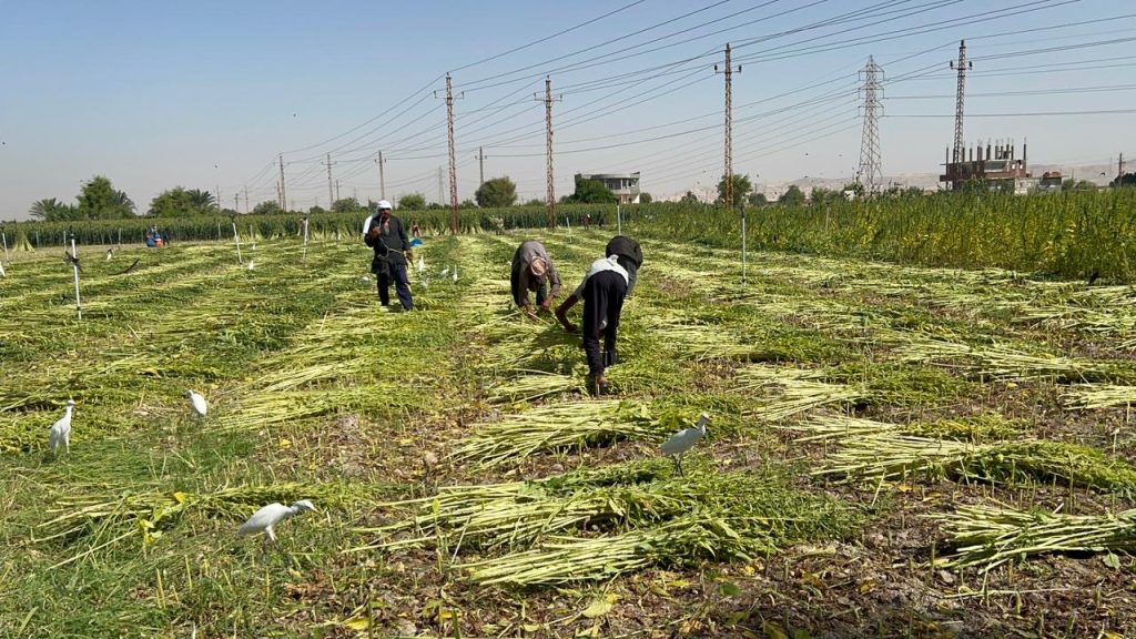 Sesame harvest.. Photo by Hassan Fathy
