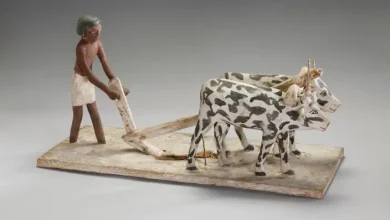 Egyptian wooden sculpture of oxen pulling a plow. Image from the British Museum.