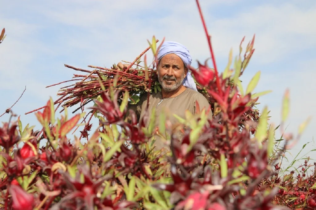 Hibiscus Harvest in Upper Egypt: A Nubian Legacy Empowering Women Karkade1