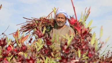 Hibiscus harvest season in Esna. Photo by Abu El Hassan Abd El Sattar