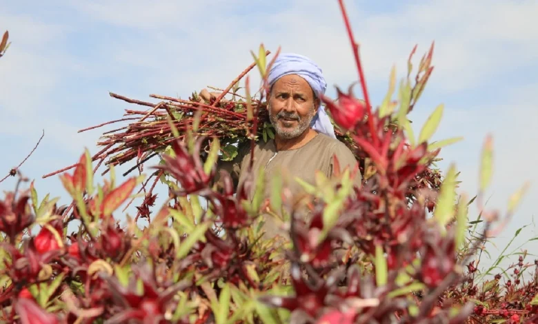 Hibiscus harvest season in Esna. Photo by Abu El Hassan Abd El Sattar