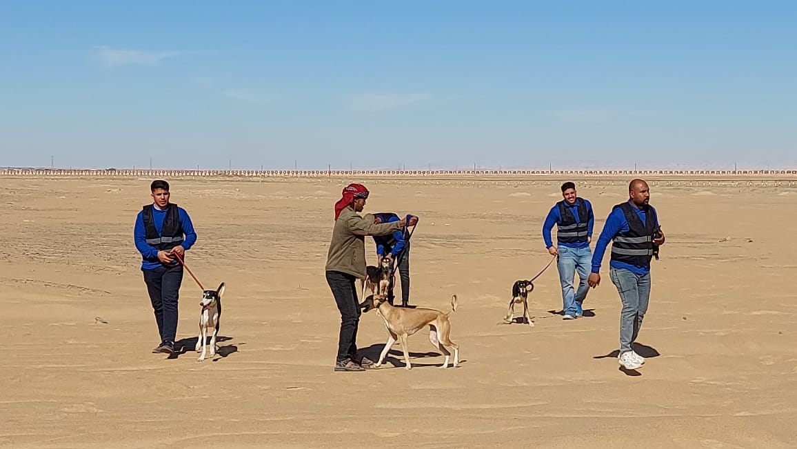 The Saluki,one of the oldest hunting dog breeds Photo: Hadeer Mahmoud