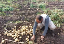 Potato Harvest season in Al Barajya. Photo: Asmaa Montasser