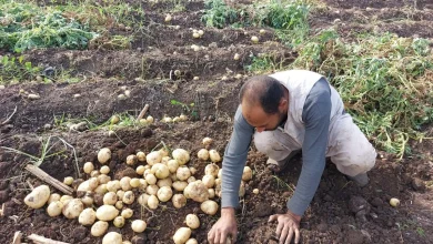Potato Harvest season in Al Barajya. Photo: Asmaa Montasser