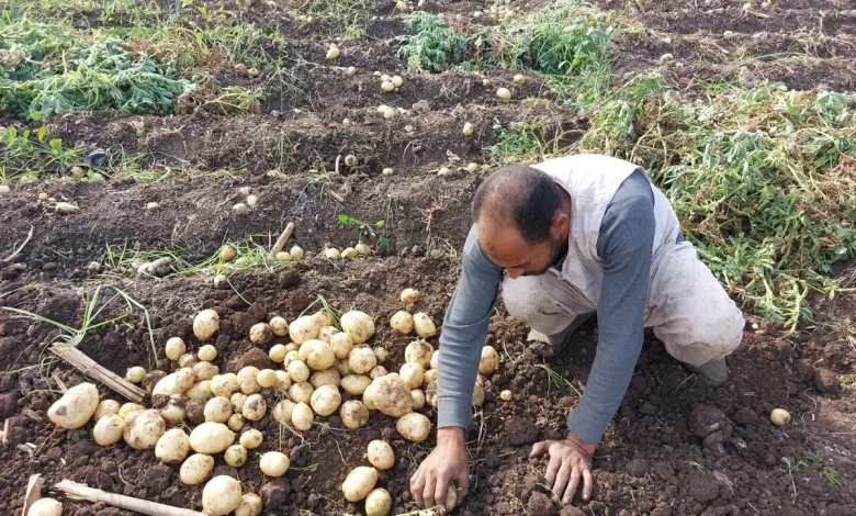 Potato Harvest season in Al Barajya. Photo: Asmaa Montasser