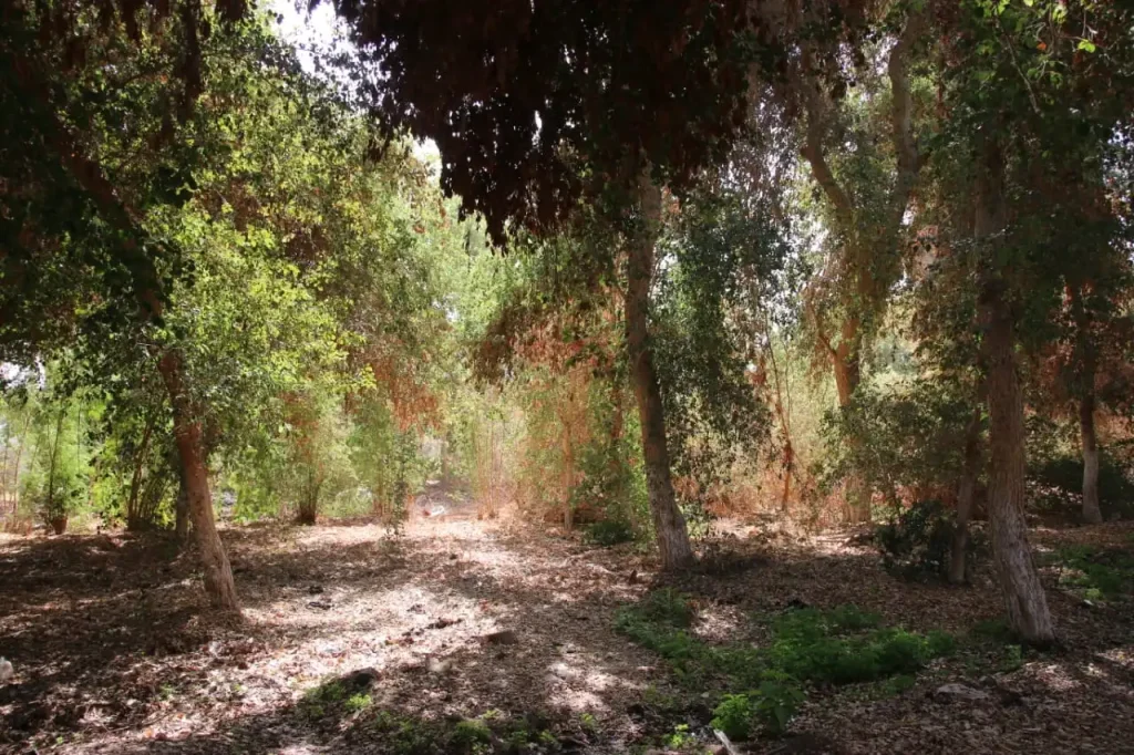 forest