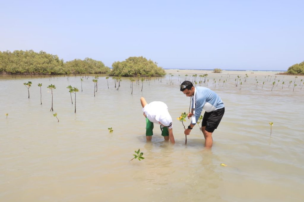 mangarof tree safaga facebook (1)