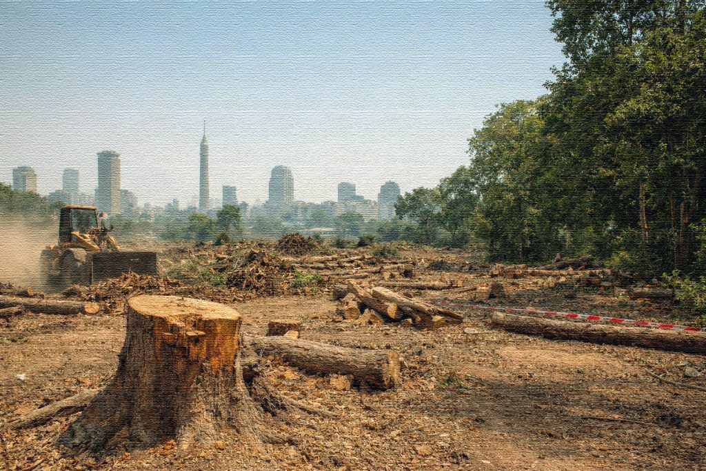 The War on Trees: Inside Cairo’s Environmental Crisis tree (1)