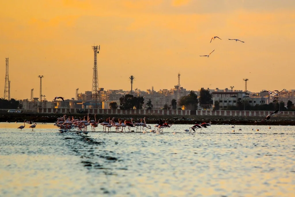 Wetlands and Traditional Knowledge: Egypt’s Living Lungs in the Face of Climate Change wetlands